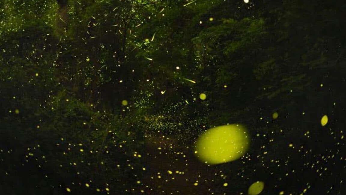 Revealed: How Fireflies Synchronize Their Flashing Displays