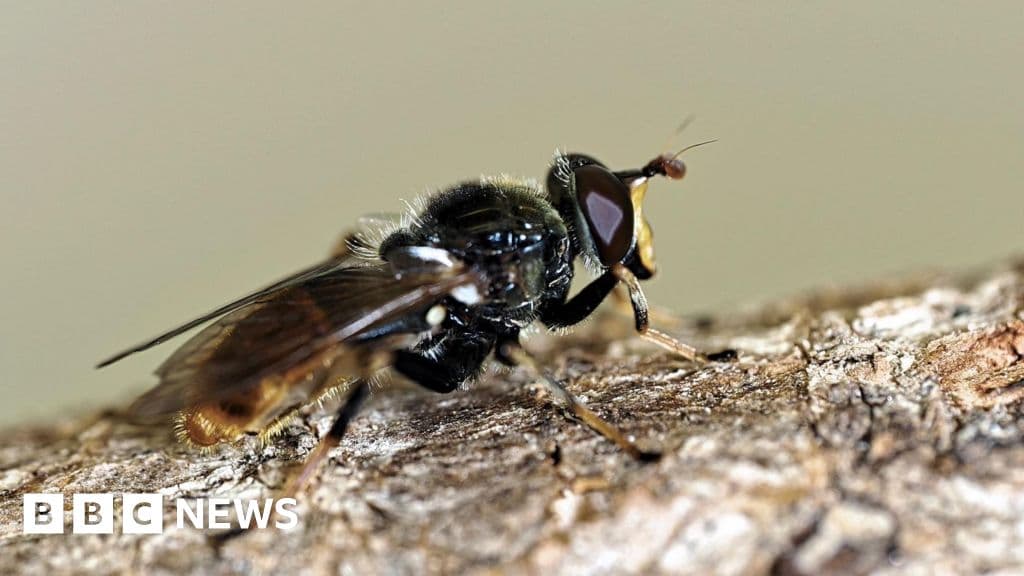 Shocking Recovery: Rare Fly Population Surges in Cairngorms