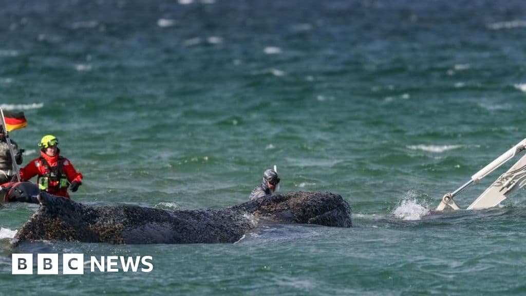 Critical Rescue Efforts Underway for Stranded Humpback Whale