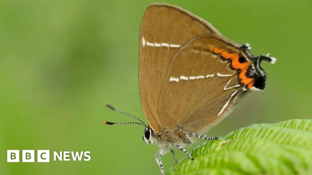 Shocking Butterfly Comeback After 430 Trees Planted