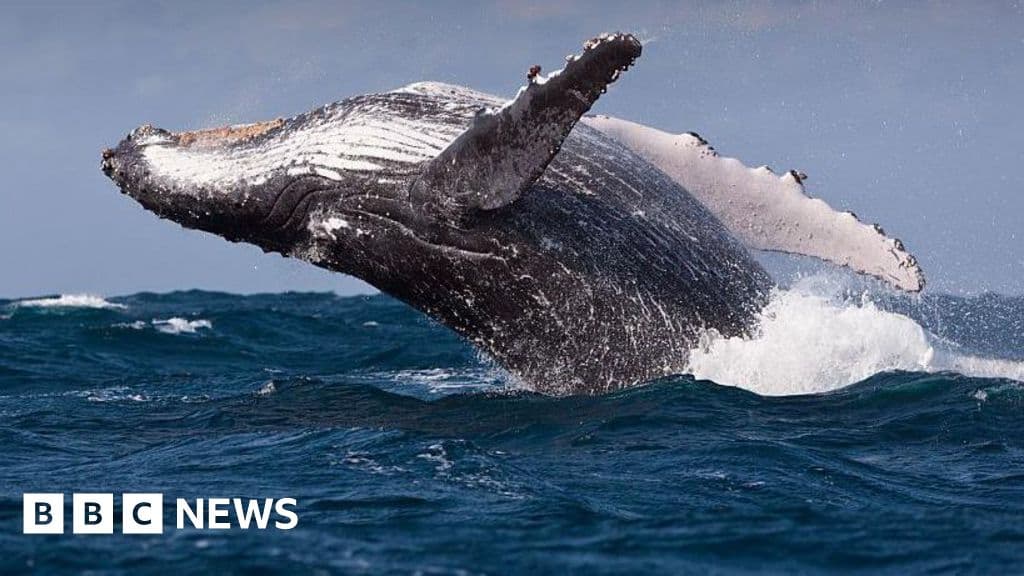 Critical Warning: Whales at Risk from New Shipping Routes
