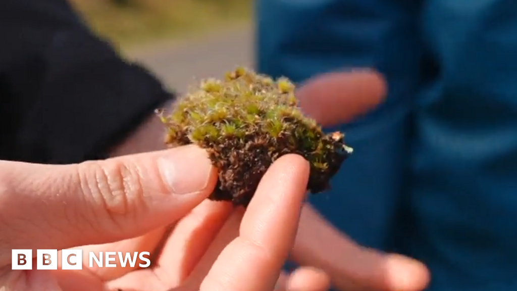 Breakthrough: New 'Killer Fungus' Could Restore UK Habitats