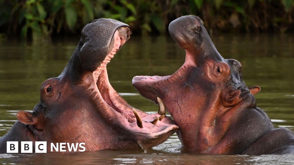 Indian Billionaire's Son Steps Up for Escobar's Hippos