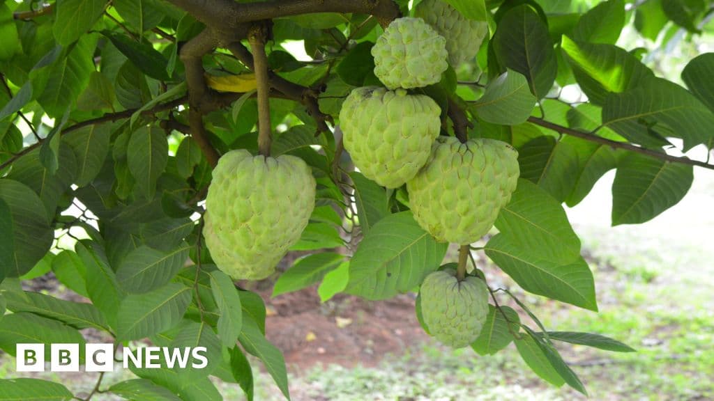 The Surprising Rise of Custard Apple Farming in India