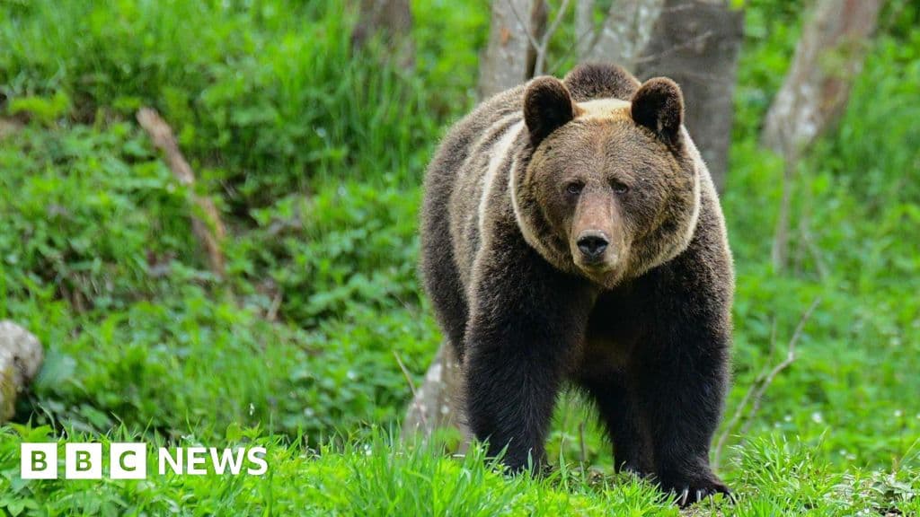 Shocking Bear Attack Claims Life of Woman in Poland's Forest