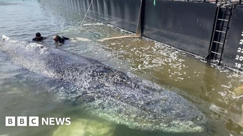Major Humpback Whale Carcass Removal Planned in Denmark