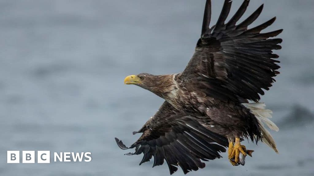 Shocking Report Reveals Illegal Killing of Britain's Birds of Prey