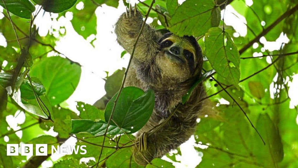 Tragic Sloth Deaths Raise Concerns Over Florida Attraction