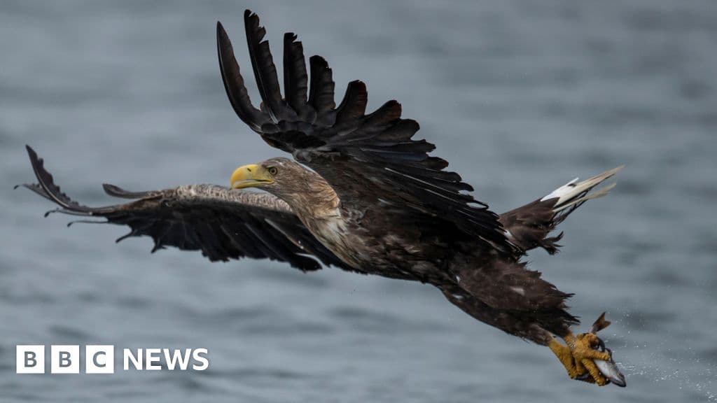 Major White-Tailed Eagles Reintroduction Sparks Farmer Fears