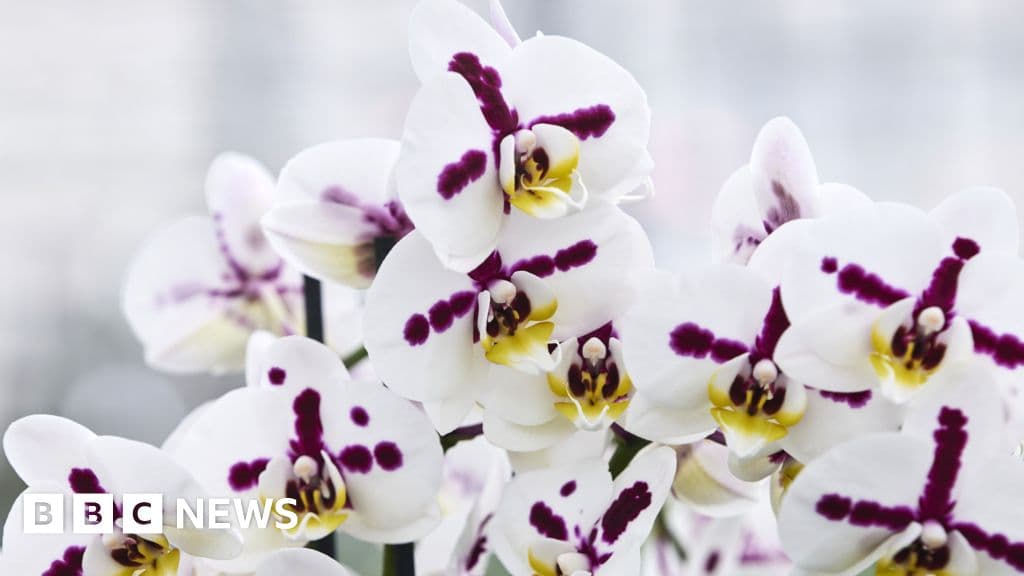 Inside the Lucrative World of Orchid Breeding: Secrets Revealed