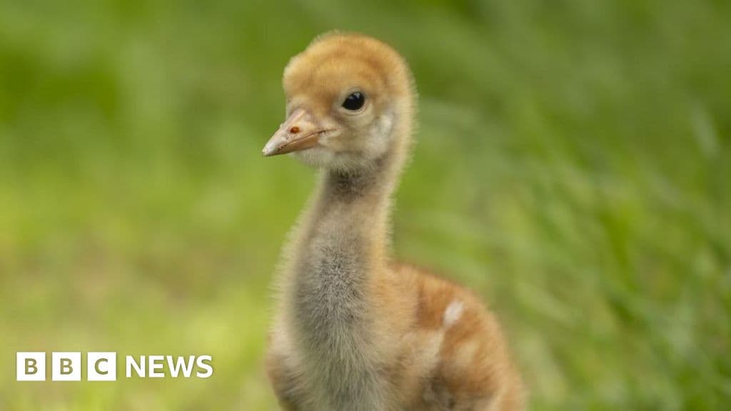 Shocking Revival: Nature Reserve Boosts Crane Population