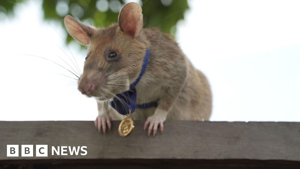 Breaking: Cambodia Honors Heroic Landmine-Detecting Rat
