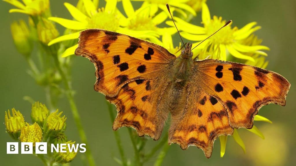 Shocking Decline in Butterfly Populations: 5 Species to Spot