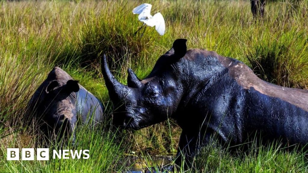 Shocking Return of Rhinos to Uganda After 40-Year Absence