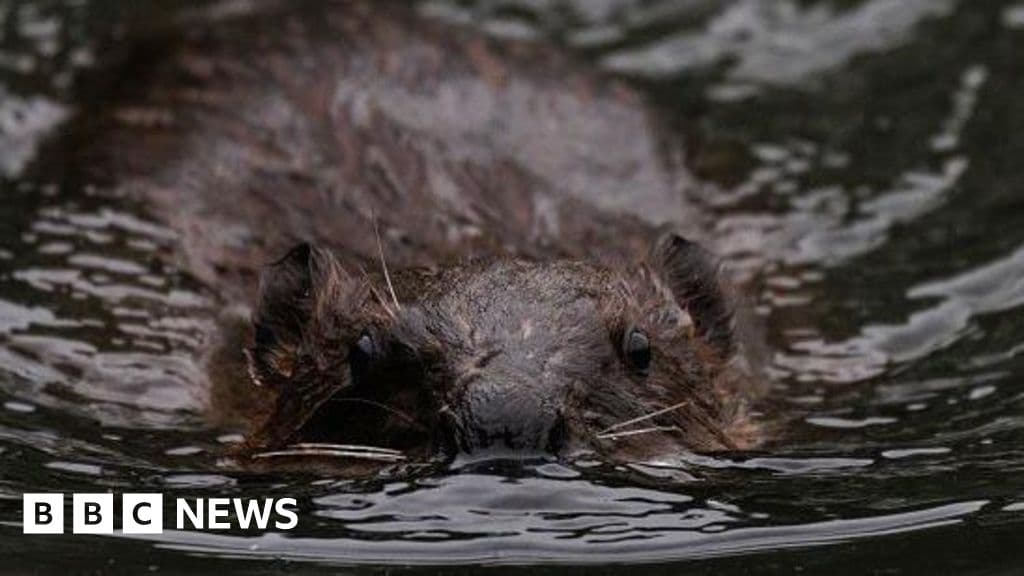 Gloucestershire Prepares for Beaver Reintroduction Efforts
