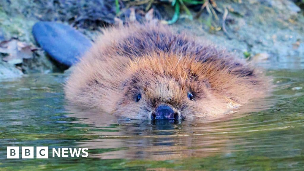 Beavers Make Historic Return to Bedfordshire After 400 Years