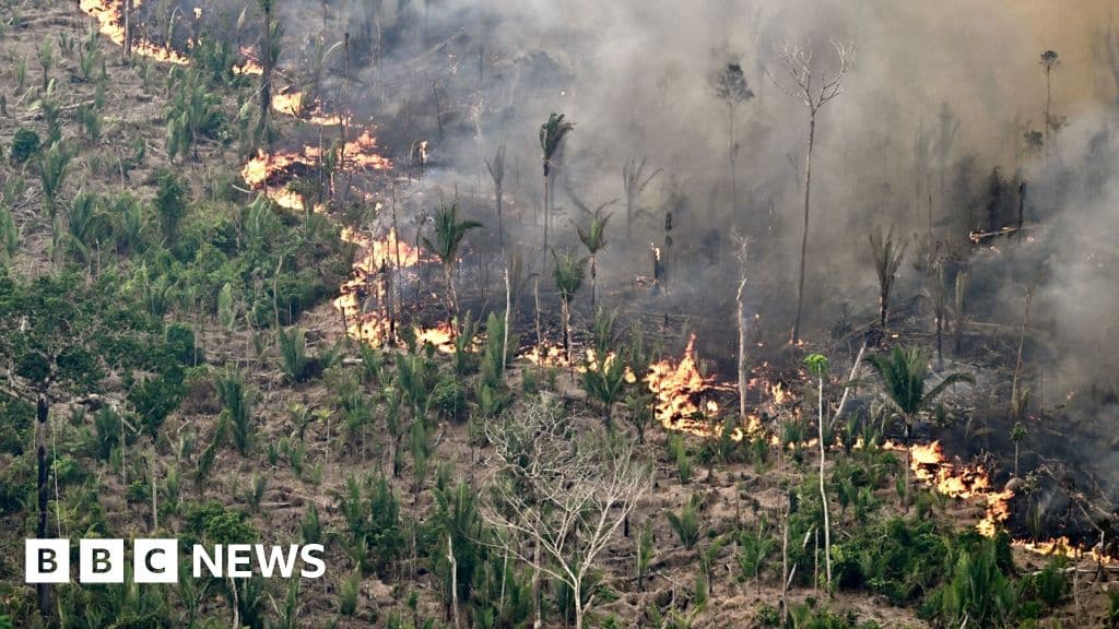 Global Forest Loss Declines Amid El Niño Fire Threats