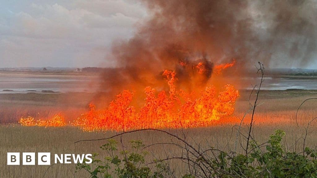 Shocking Arson Destroys Critical Wildlife Habitat in Kent