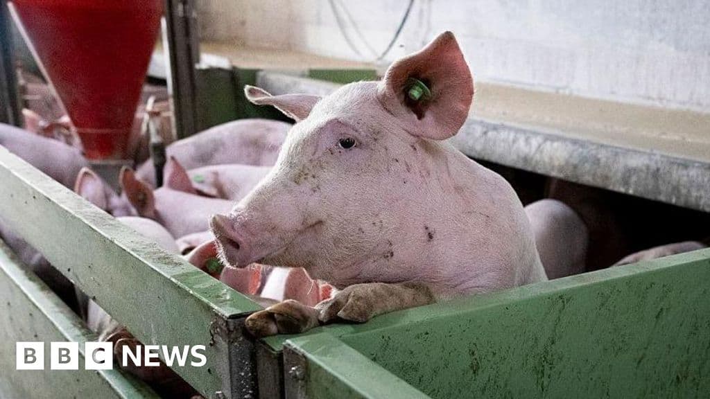 Critical Threat: Spain's Pork Industry Battles Swine Fever Crisis