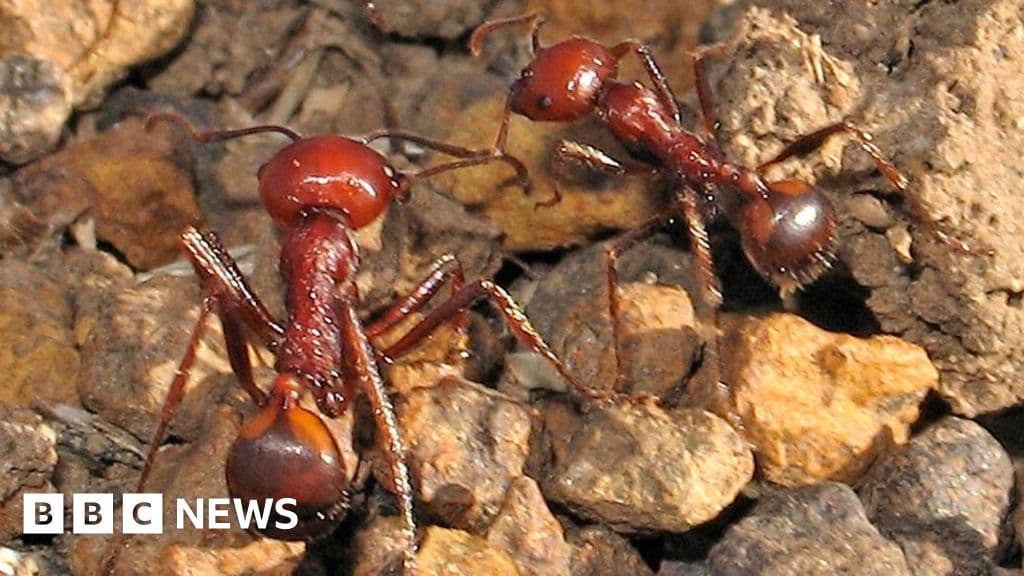 Shocking Wildlife Trafficking: Queen Ants Selling for $220
