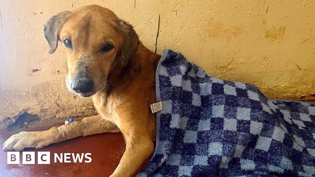Major Dog Rescue in Uganda Following BBC Investigation Exposed Scams