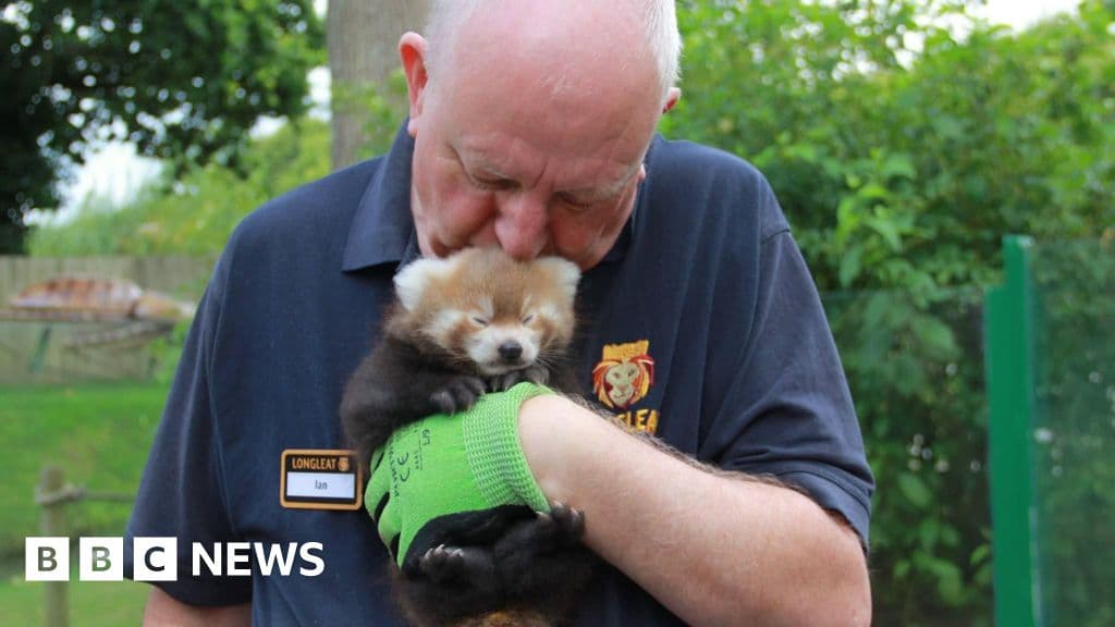 Longleat Safari Park Marks 60 Years of Wildlife Wonders
