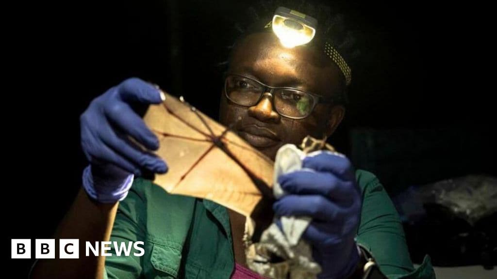 Nigerian Scientist Wins Global Prize for Bat Conservation Efforts