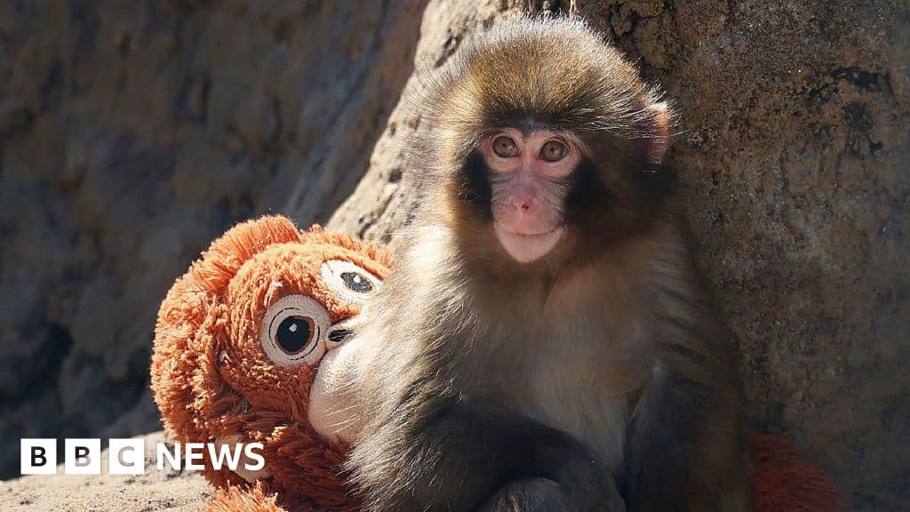 Major Arrests in Shocking Monkey Enclosure Stunt at Japanese Zoo