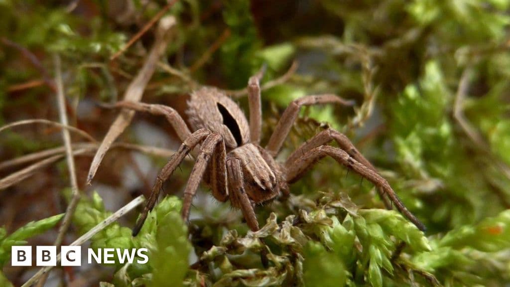Major Funding Boost for Critically Endangered Spider Project