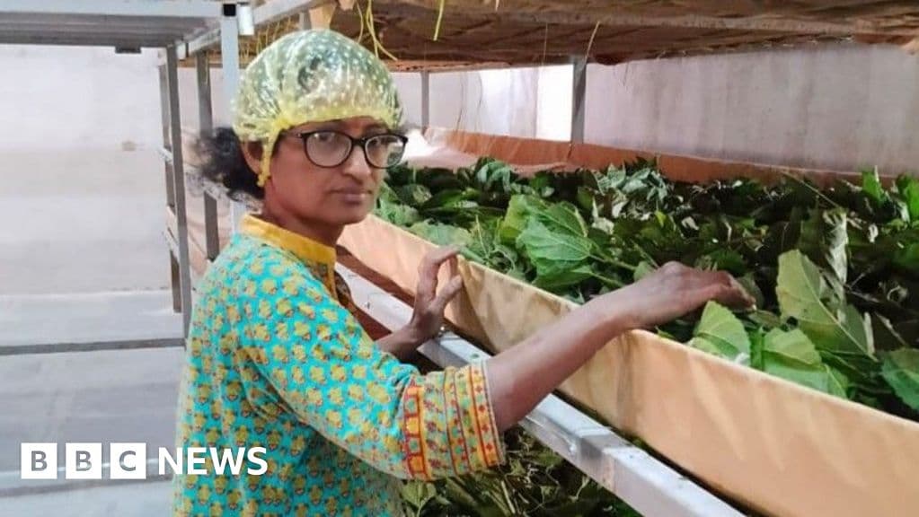 Reviving India's Silk Industry: A Journey from Science to Sericulture