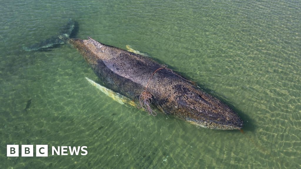 Tragic End: Rescued Whale Found Dead Near Danish Island