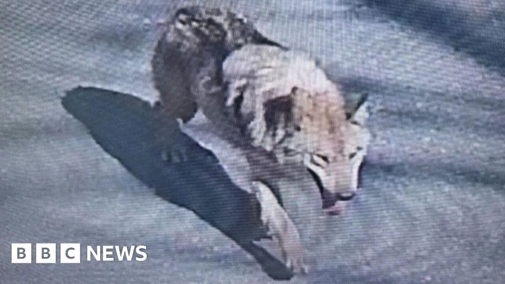Search Intensifies for Runaway Wolf as South Korea Deploys Drones