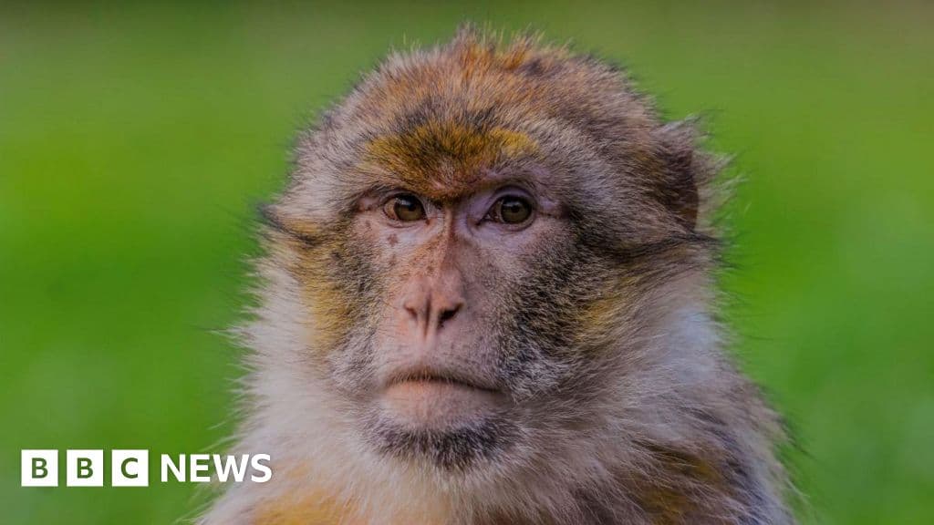 Groundbreaking Gene Mapping Project for Endangered Monkeys