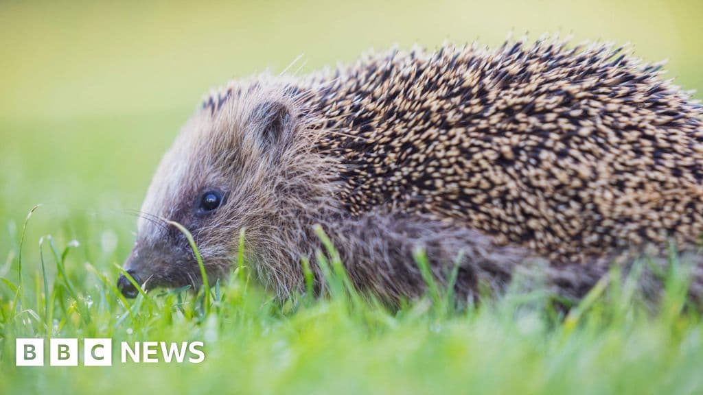 Major Fundraising Drive to Revive Surrey's Wildlife