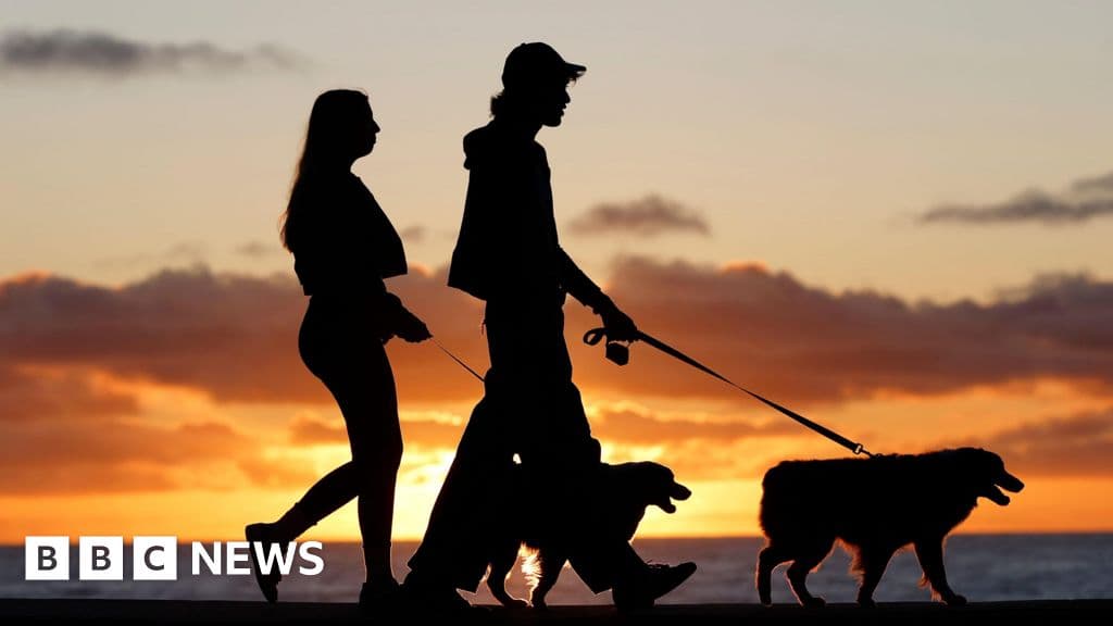 Brazil's New Law Grants Joint Custody of Pets for Divorcing Couples
