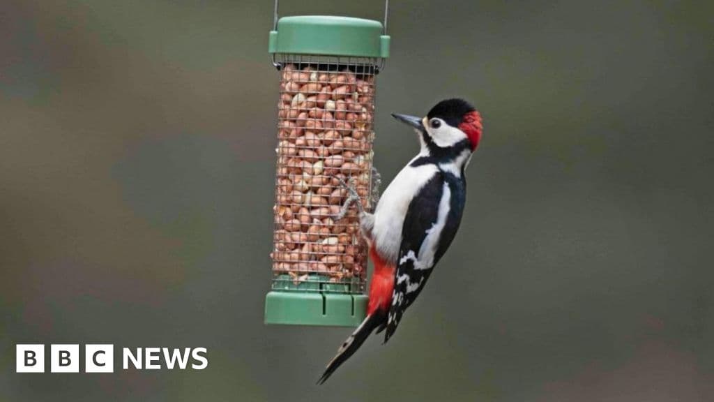 RSPB Warns: Stop Feeding Garden Birds During Warmer Months