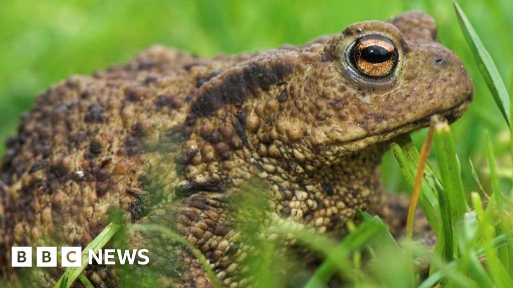 Major Concerns as Reservoir Drained, Threatening 1,000 Toads