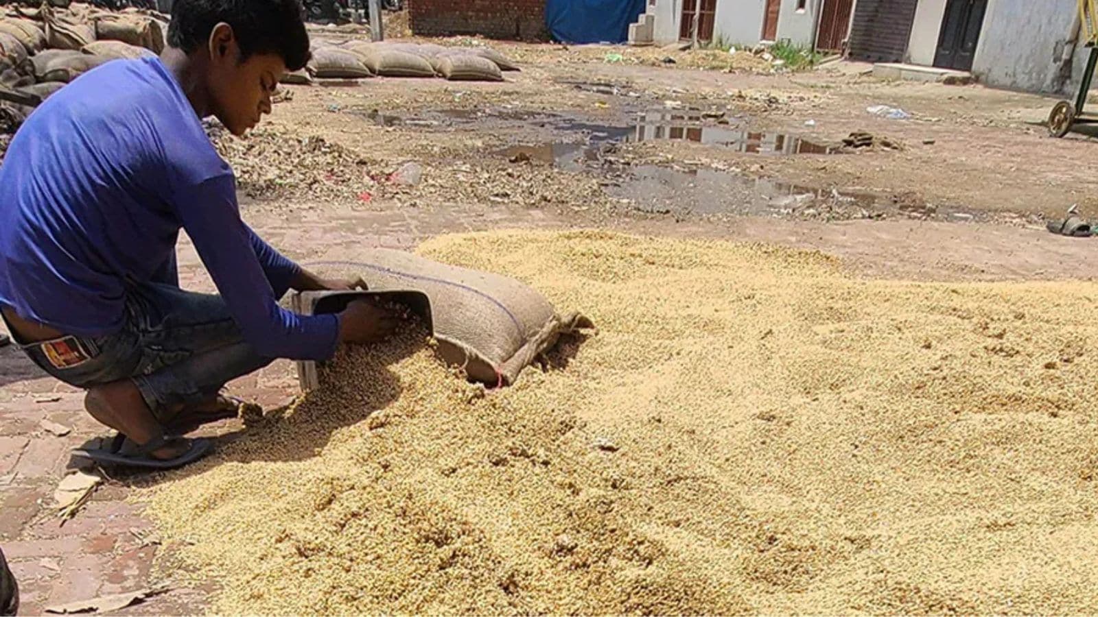 Urgent Call for Waiver: Punjab's Wheat Quality Crisis