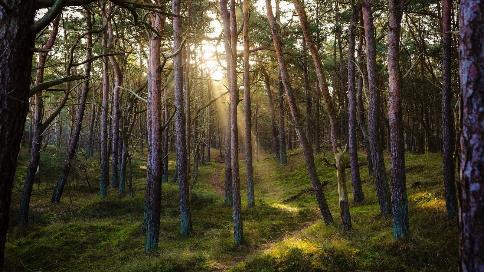 Grounded Lessons from Trees: Nature's Silent Teachers