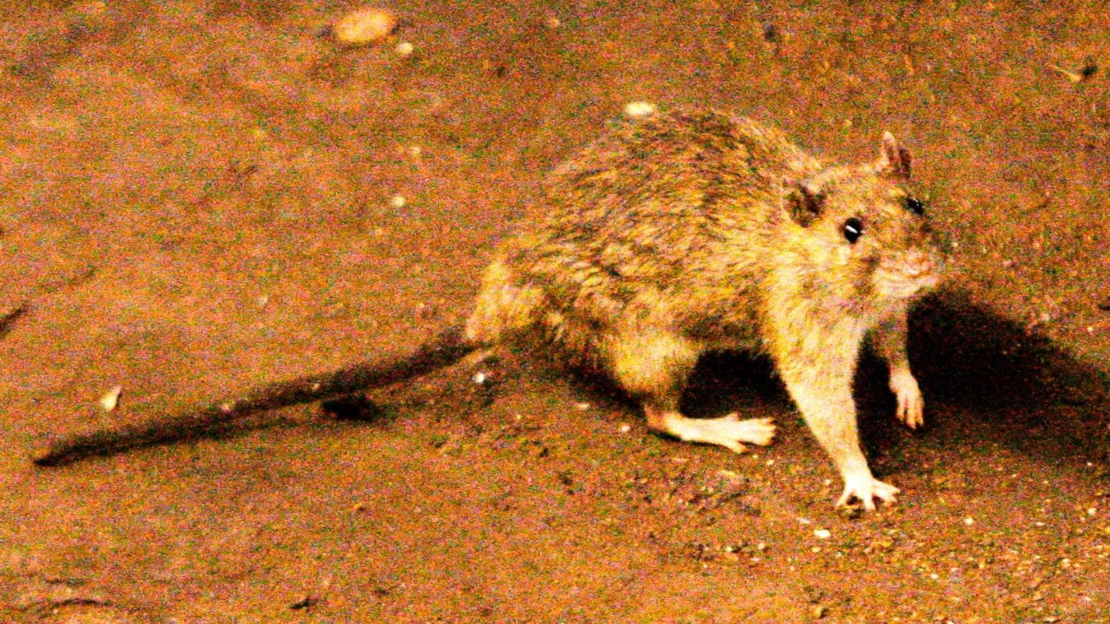 Breaking Hantavirus Outbreak Linked to Cruise Ship Deaths