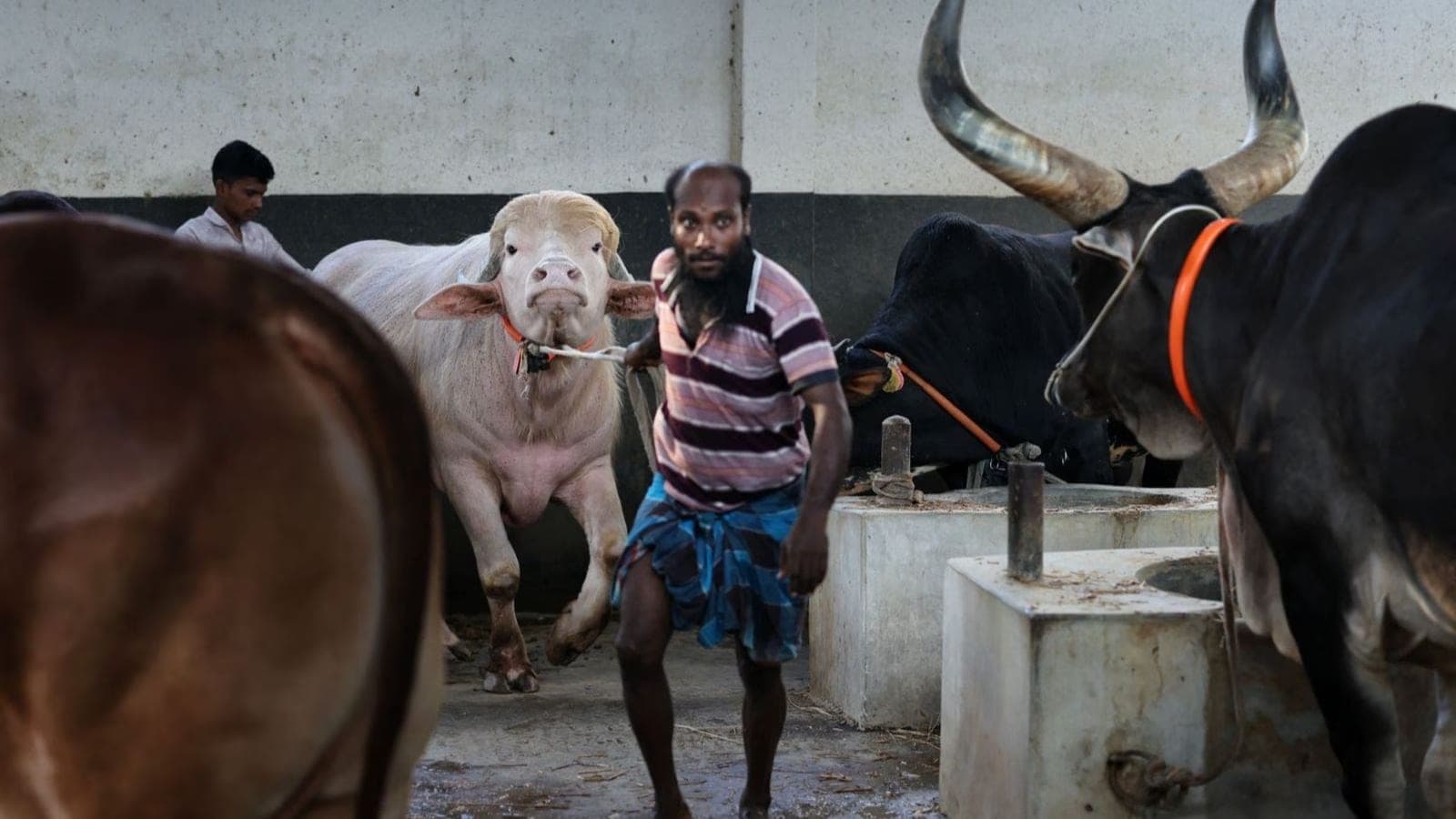 Albino Buffalo ‘Donald Trump’ Spared from Eid Sacrifice in Bangladesh
