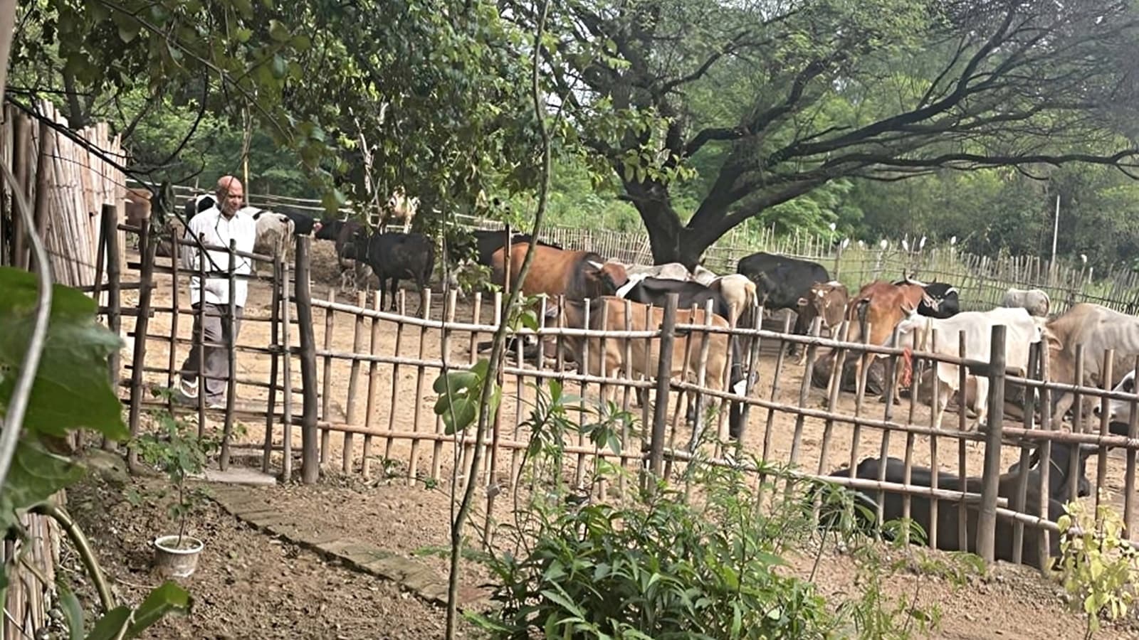 Ahmedabad Court: Scooter Release Highlights Bullock Slaughter Case