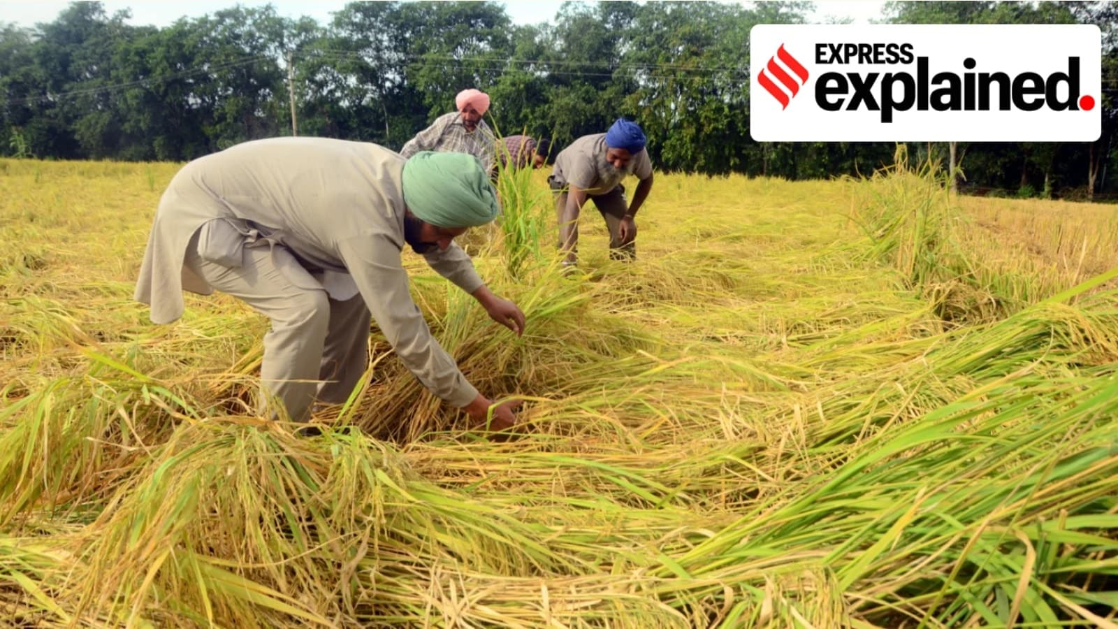 Punjab's Groundwater Crisis: Can DSR Save Soil Health?