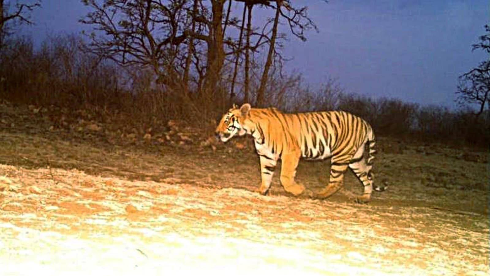 Shocking Tiger Attack in MP: Villagers Clash with Officials