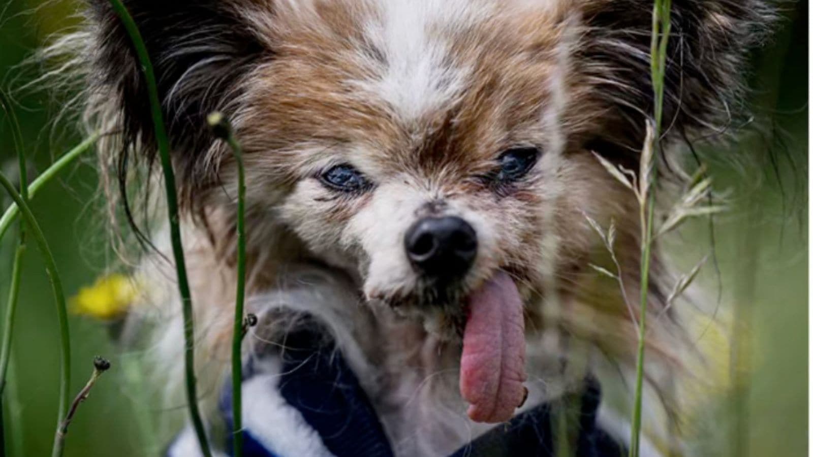 World's Oldest Dog Lazare Passes Away at 30 After Adoption