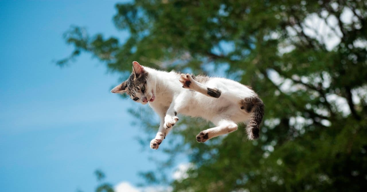 Revealed: How Cats Master the Art of Landing on Their Feet