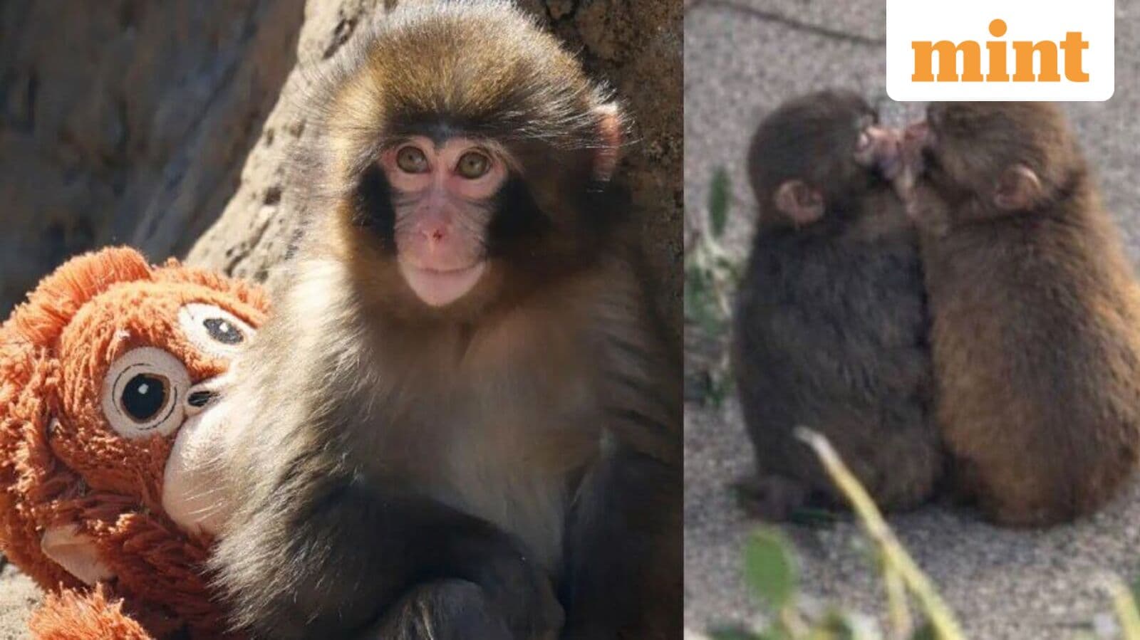 Punch the Baby Monkey Finds Love: Heartwarming Zoo Romance
