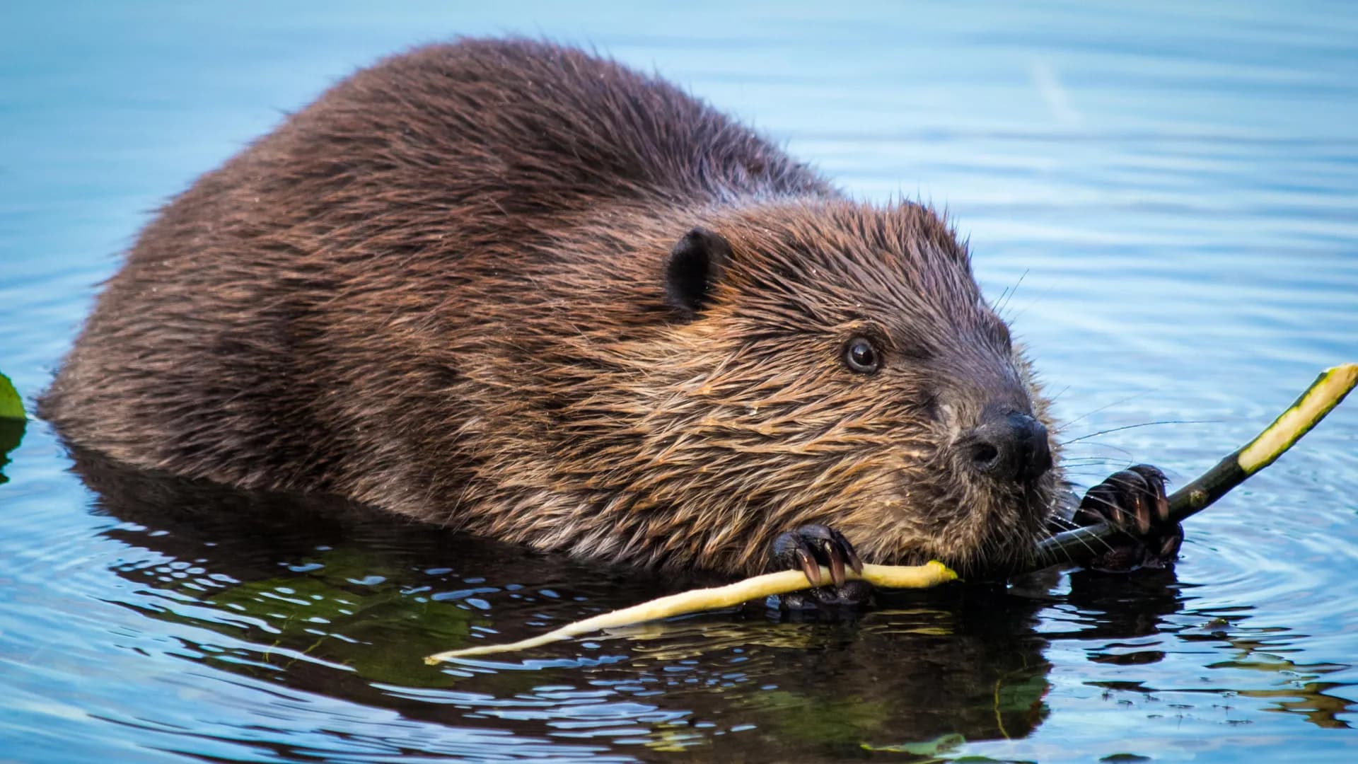 Beavers Transform Rivers Into Major Carbon Sinks: Study Reveals