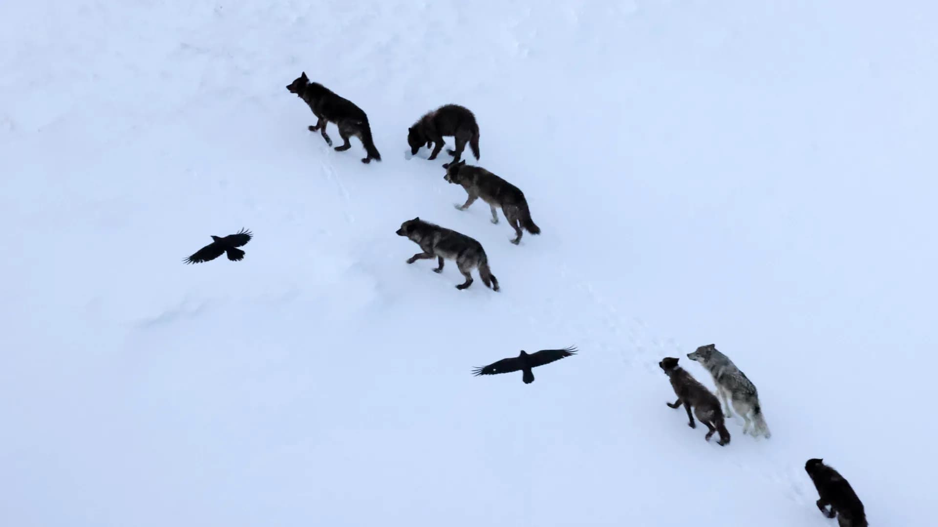 Revealed: Ravens Use Memory, Not Wolves, for Food Strategy