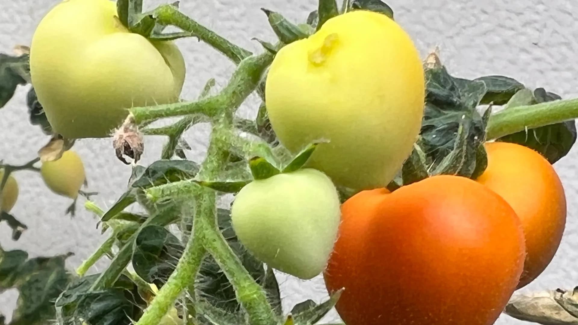 Major Study Reveals Crops Absorb Drugs from Wastewater Irrigation